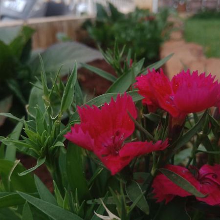 Aanvis Inn Ooty Ngoại thất bức ảnh